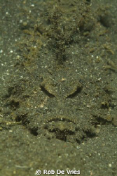Devil Scorpionfish in black sand by Rob De Vries 